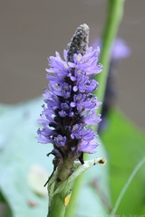 Pickerelweed