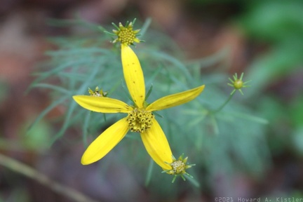 Whorled Coreopsis
