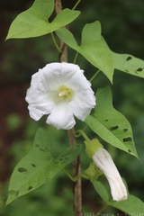 Hedge Bindweed