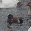 American Wigeon & Graylag Goose