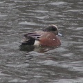 American Wigeon