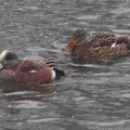 American Wigeon & Mallard