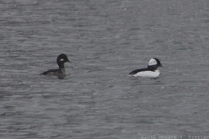 Bufflehead