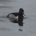 Ring-necked Duck