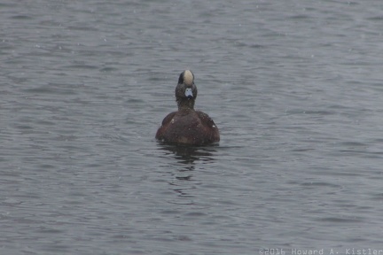 American Wigeon