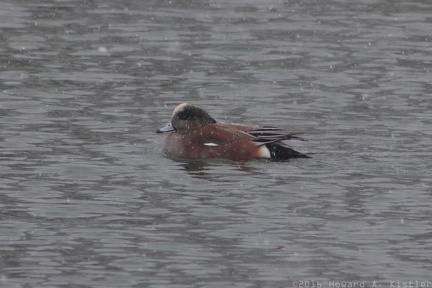 American Wigeon