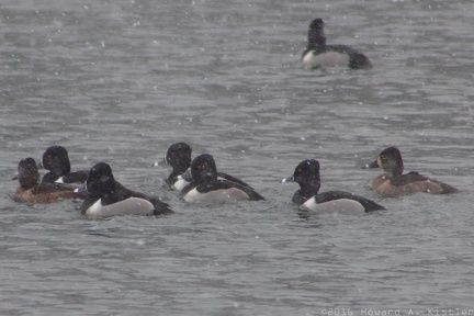 Ring-necked Duck