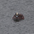 American Wigeon
