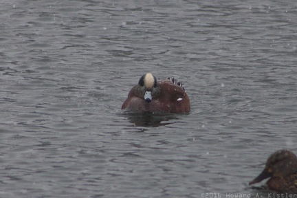 American Wigeon