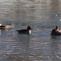 Hooded Merganser