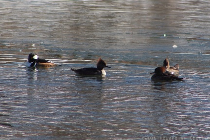 Hooded Merganser