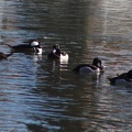 Hooded Merganser & Ring-necked Duck