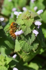 Honey Bee & Purple Deadnettle