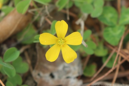 Yellow Wood Sorrel