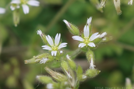 Sticky Mouse-ear Chickweed
