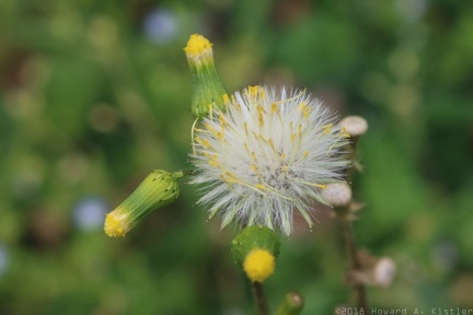 Common Groundsel