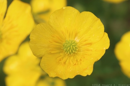 Bulbous Buttercup