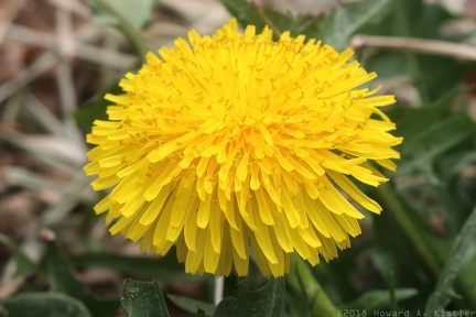 Common Dandelion