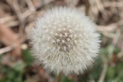 Common Dandelion