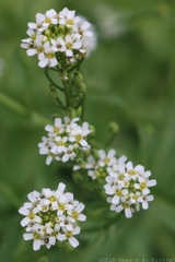 Evergreen Candytuft