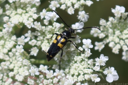 Lunate Longhorn & Queen Anne's Lace