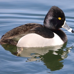Fountain Lake & Byrd Park