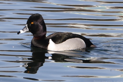 Ring-necked Duck