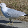 Ring-billed Gull