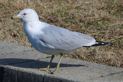 Ring-billed Gull