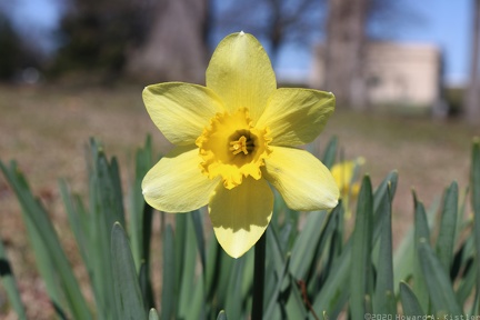 Daffodil
