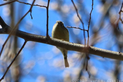 Kinglet?