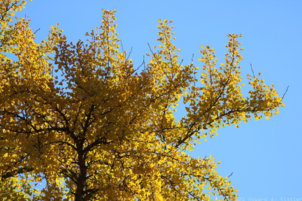 Ginkgo Tree