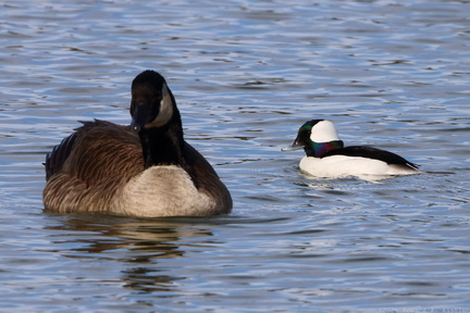 Canada Goose & Bufflehead