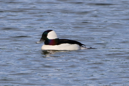Bufflehead