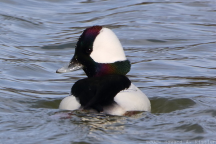 Bufflehead