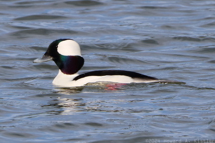 Bufflehead