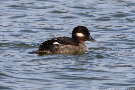 Bufflehead