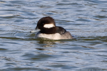 Bufflehead