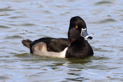 Ring-necked Duck