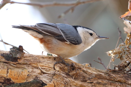 White-breasted Nuthatch