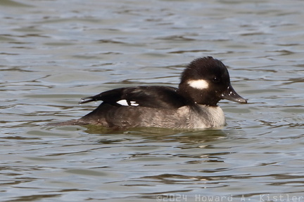 Bufflehead