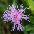 Spotted Knapweed