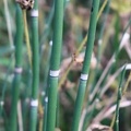 Scouringrush Horsetail