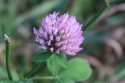 Red Clover