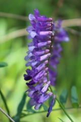 Hairy Vetch