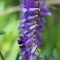 Hairy Vetch