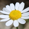Ox-eye Daisy
