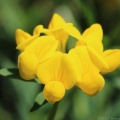 Birdsfoot Trefoil