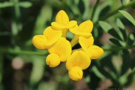 Birdsfoot Trefoil