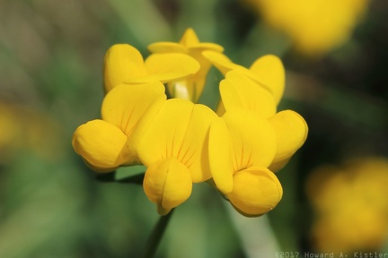 Birdsfoot Trefoil